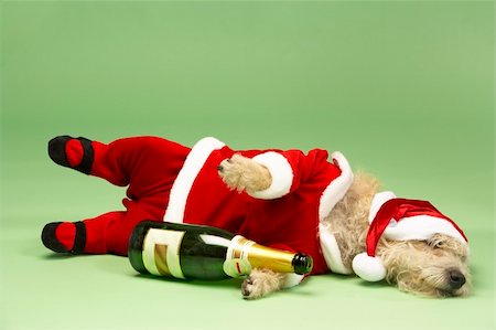 simsearch:693-03303244,k - Samll Dog In Santa Costume Lying Down With Champagne Bottle Photographie de stock - Aubaine LD & Abonnement, Code: 400-05374668