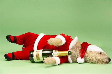 Small Dog In Santa Costume Lying Down With Champagne Bottle Stock Photo - Budget Royalty-Free & Subscription, Code: 400-05374669