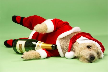 Small Dog In Santa Costume Lying Down With Champagne Bottle Stock Photo - Budget Royalty-Free & Subscription, Code: 400-05374670