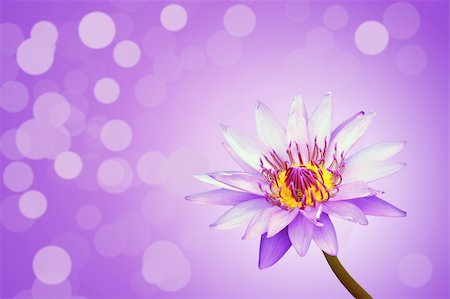 phanlop88 (artist) - Beautiful lotus Fotografie stock - Microstock e Abbonamento, Codice: 400-05375055