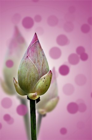 phanlop88 (artist) - Lotus flower Fotografie stock - Microstock e Abbonamento, Codice: 400-05375058