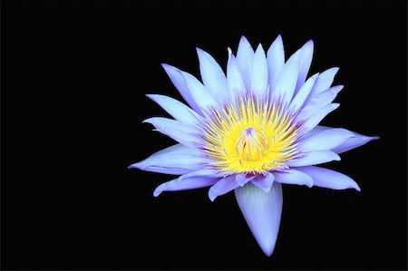 simsearch:400-06068658,k - Lotus flower on black background Stock Photo - Budget Royalty-Free & Subscription, Code: 400-05375062