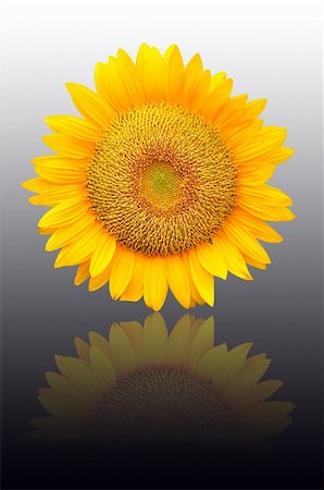 phanlop88 (artist) - Beautiful sunflowers (clipping path) Fotografie stock - Microstock e Abbonamento, Codice: 400-05375099