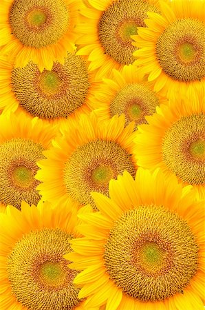 simsearch:400-04708860,k - Beautiful sunflowers Stock Photo - Budget Royalty-Free & Subscription, Code: 400-05375100