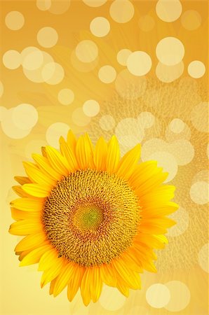 phanlop88 (artist) - Beautiful sunflowers (clipping path) Fotografie stock - Microstock e Abbonamento, Codice: 400-05375101