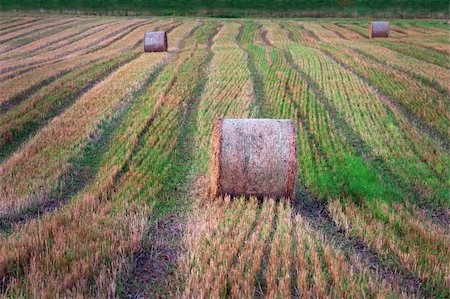 simsearch:400-04952552,k - hay bales on harvested field in evening light Foto de stock - Royalty-Free Super Valor e Assinatura, Número: 400-05375117