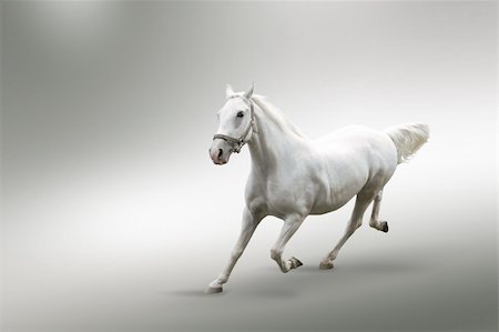 White horse in motion isolated on white Stock Photo - Budget Royalty-Free & Subscription, Code: 400-05375356
