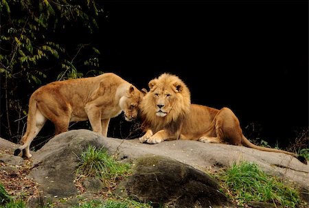Love among animals - Loving pair of lion and lioness who are just made for each other Foto de stock - Super Valor sin royalties y Suscripción, Código: 400-05375401