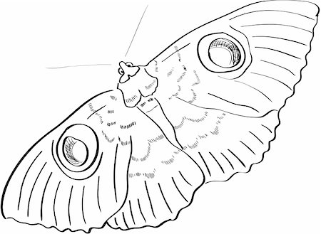 Vector hand drawn butterfly Foto de stock - Super Valor sin royalties y Suscripción, Código: 400-05375533