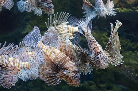 view of red lion fish Photographie de stock - Aubaine LD & Abonnement, Code: 400-05376499