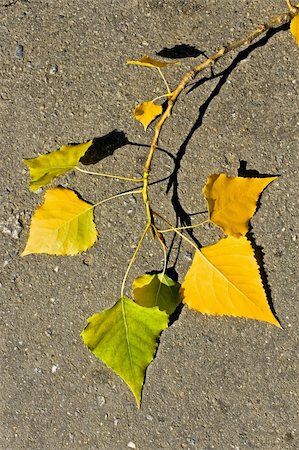 fall aspen leaves - Aspen twig with shiny yellow and green leaves on the asphalt. Fall season Stock Photo - Budget Royalty-Free & Subscription, Code: 400-05376667