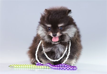 simsearch:400-05722368,k - Little fluffy Pomeranian puppy on a gray background Stock Photo - Budget Royalty-Free & Subscription, Code: 400-05376768