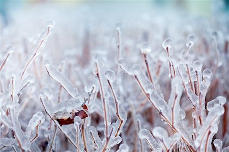 Close-up of ice on a tree in winter Stock Photo - Budget Royalty-Free & Subscription, Code: 400-05377016