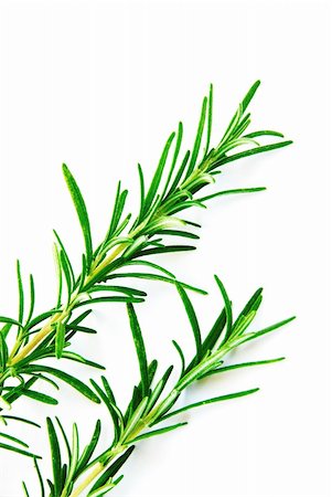 rosemary sprig - fresh rosemary green sprigs over white background Stock Photo - Budget Royalty-Free & Subscription, Code: 400-05377098