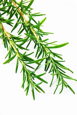 simsearch:400-05381074,k - fresh rosemary green sprigs over white background Stock Photo - Budget Royalty-Free & Subscription, Code: 400-05377099