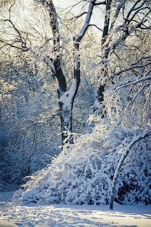simsearch:400-04308322,k - Winter park under snow at sunny day Photographie de stock - Aubaine LD & Abonnement, Code: 400-05377128
