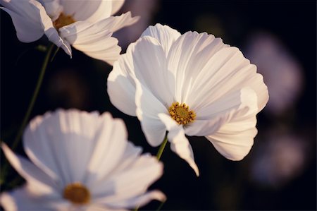 White cosmos flowers in evening sunshine Photographie de stock - Aubaine LD & Abonnement, Code: 400-05377197