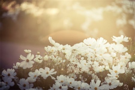 White cosmos flowers in evening sunshine Photographie de stock - Aubaine LD & Abonnement, Code: 400-05377225