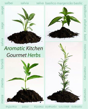 simsearch:6108-06168404,k - Aromatic herbs on white background with copyspace Stockbilder - Microstock & Abonnement, Bildnummer: 400-05377238