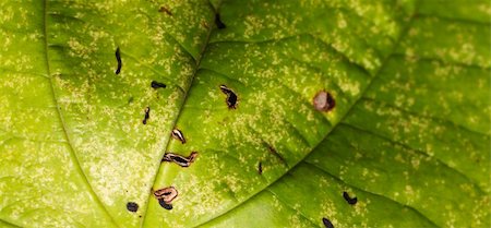 Close up of Green Leaf in Sri Lanka Stock Photo - Budget Royalty-Free & Subscription, Code: 400-05377309