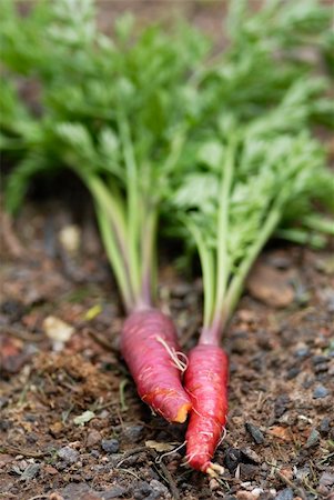 farm field bundles - Bunch of Red Dragon (Daucus carota) carrots. Stock Photo - Budget Royalty-Free & Subscription, Code: 400-05377527