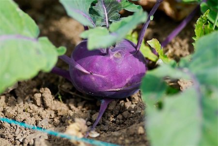 simsearch:400-03968443,k - Kohlrabi (German turnip) (Brassica oleracea Gongylodes group) Fotografie stock - Microstock e Abbonamento, Codice: 400-05377559