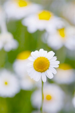 swellphotography (artist) - Camomile flowers, focus on one flower, shallow dof. Stock Photo - Budget Royalty-Free & Subscription, Code: 400-05377571