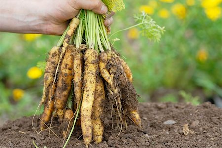 simsearch:400-06701002,k - Mans hand holding a large bunch of organic yellow carrots harvested from an allotment. Stock Photo - Budget Royalty-Free & Subscription, Code: 400-05377585