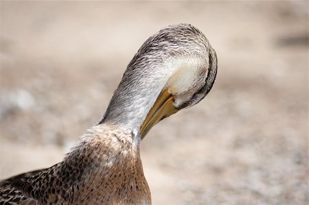 simsearch:400-05753325,k - A duck that is cleaning itself Stock Photo - Budget Royalty-Free & Subscription, Code: 400-05377760