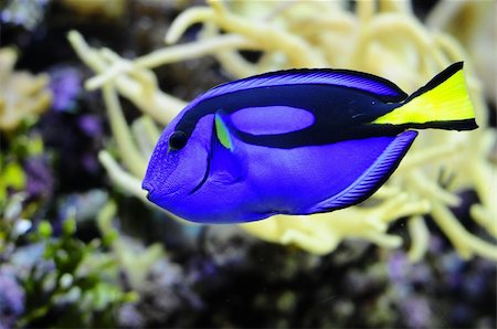 Colorful Dori from "Finding Nemo" swimming through coral reef Stock Photo - Budget Royalty-Free & Subscription, Code: 400-05378770