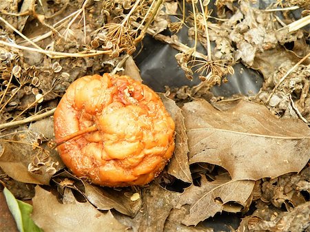 decaying fruit photography - detail of rotten apple on leafs in garden in autumn time Stock Photo - Budget Royalty-Free & Subscription, Code: 400-05378820