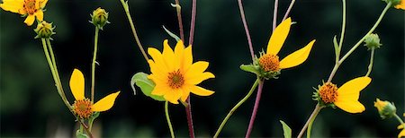 simsearch:400-04569116,k - a set of sunflowers that spell love in thier petals Photographie de stock - Aubaine LD & Abonnement, Code: 400-05379068