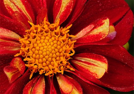 Close-up of a bright red daisy with textured petals filled with dewdrops Foto de stock - Super Valor sin royalties y Suscripción, Código: 400-05379225