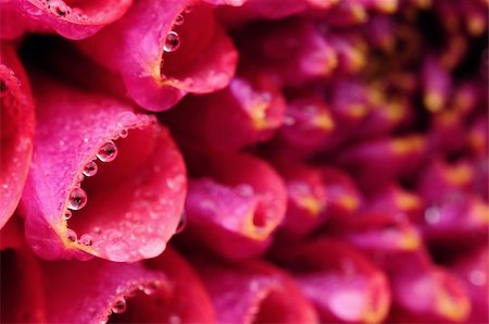 Extreme closup of petals of a Dahlia flower dressed up with tiny beads of dewdrops Stock Photo - Budget Royalty-Free & Subscription, Code: 400-05379226