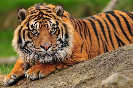 Beautiful sumatran tiger crouching on a rock Stockbilder - Microstock & Abonnement, Bildnummer: 400-05379285