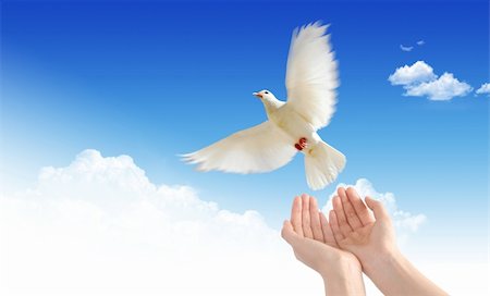 dove in hands - Little about nature Stock Photo - Budget Royalty-Free & Subscription, Code: 400-05379292