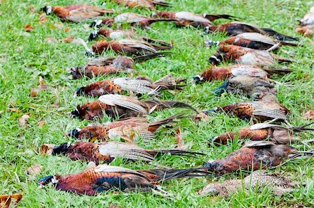 fasan - excludes of caught pheasants Stockbilder - Microstock & Abonnement, Bildnummer: 400-05379966