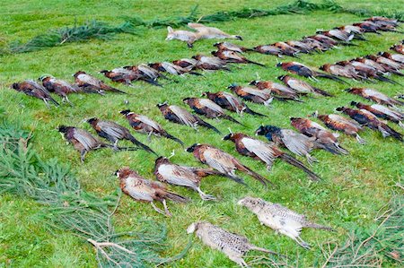 fasan - excludes of caught pheasants Stockbilder - Microstock & Abonnement, Bildnummer: 400-05379998