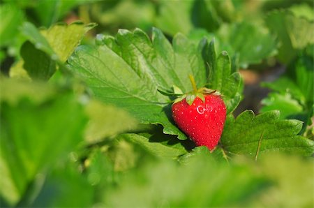 simsearch:400-06076486,k - Close up ripe strawberry in the field Foto de stock - Royalty-Free Super Valor e Assinatura, Número: 400-05370038