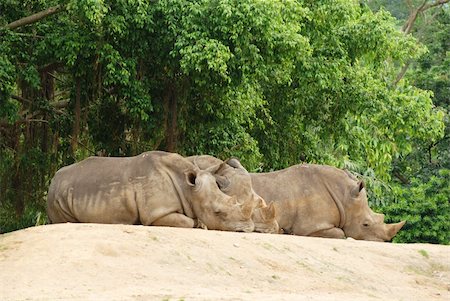 simsearch:400-04455503,k - The group rhinoceros close up in the zoo Stock Photo - Budget Royalty-Free & Subscription, Code: 400-05370047