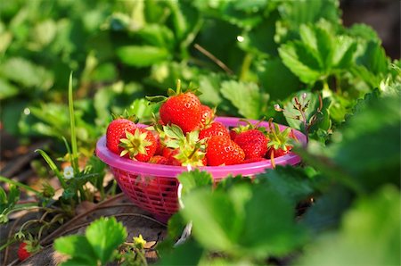 simsearch:400-06076486,k - Fresh strawberries in basket Foto de stock - Royalty-Free Super Valor e Assinatura, Número: 400-05370041