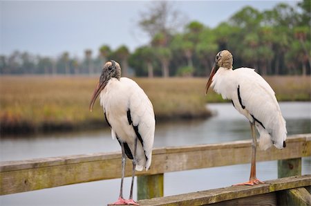 simsearch:400-06390678,k - Wood Stork Stockbilder - Microstock & Abonnement, Bildnummer: 400-05370228