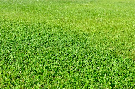 A fresh natural grass field, low depth of field, focus on the middle of the frame Stock Photo - Budget Royalty-Free & Subscription, Code: 400-05370423