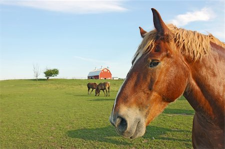 simsearch:400-06089269,k - Portrait of a horse at Prophetstown State Park, Tippecanoe County, Indiana, with a barn in the background, green grass, blue sky and space for copy Foto de stock - Super Valor sin royalties y Suscripción, Código: 400-05370650