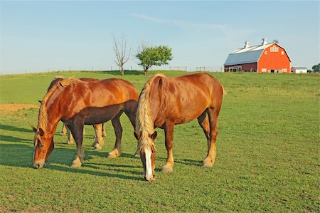 simsearch:400-06089269,k - Several Belgian draft horses graze on a farm at Prophetstown State Park, Tippecanoe County, Indiana, with green grass and blue sky Foto de stock - Super Valor sin royalties y Suscripción, Código: 400-05370651