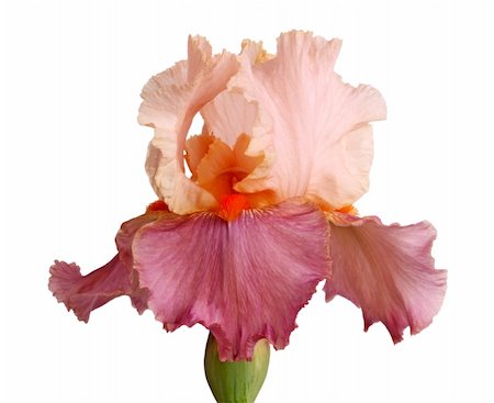 simsearch:6102-03749129,k - Close-up of a single mauve and pink flower of bearded iris (Iris germanica) isolated against a white background Stock Photo - Budget Royalty-Free & Subscription, Code: 400-05370690