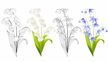 schlüsselblume - Collection of spring flowers isolated on white background. Colour and contour versions. Stockbilder - Microstock & Abonnement, Bildnummer: 400-05371237