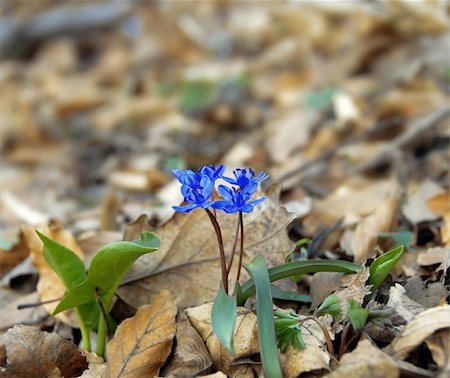 simsearch:400-04349386,k - blue spring flowers over blur green leaves Stockbilder - Microstock & Abonnement, Bildnummer: 400-05371385