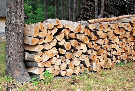 simsearch:400-06797086,k - wood in pile by tree in forest outdoor Stock Photo - Budget Royalty-Free & Subscription, Code: 400-05371394