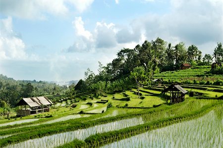 terraced rice field landcape in bali indonesia Foto de stock - Super Valor sin royalties y Suscripción, Código: 400-05372219